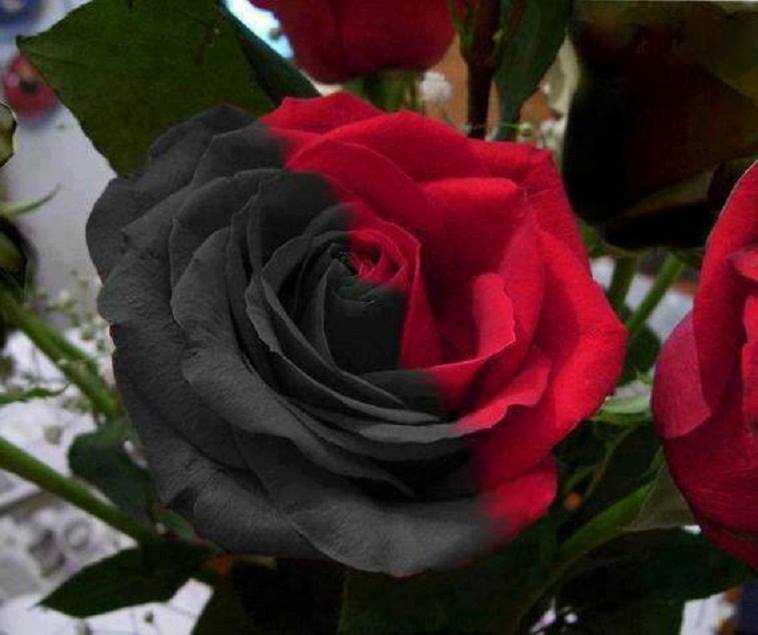 اضغط على الصورة لعرض أكبر.&nbsp;

الإسم:	black-red-rose-flowers-34869888-758-635.jpg &nbsp;
مشاهدات:	1&nbsp;
الحجم:	44.0 كيلوبايت&nbsp;
الهوية:	163246