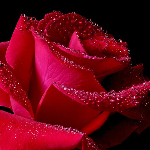 اضغط على الصورة لعرض أكبر.&nbsp;

الإسم:	ورد6.jpg &nbsp;
مشاهدات:	2&nbsp;
الحجم:	84.2 كيلوبايت&nbsp;
الهوية:	163249