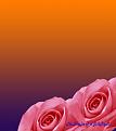 اضغط على الصورة لعرض أكبر.&nbsp;

الإسم:	طبقة 5.jpg &nbsp;
مشاهدات:	84&nbsp;
الحجم:	58.1 كيلوبايت&nbsp;
الهوية:	160521