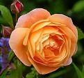 اضغط على الصورة لعرض أكبر. 

الإسم:	10421368_1451143851867208_626053979149791026_n.jpg  
مشاهدات:	1102 
الحجم:	21.9 كيلوبايت 
الهوية:	160602